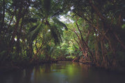 Dominica Art Photography / DEREK GALON freeshipping - Buydominicaonline.com