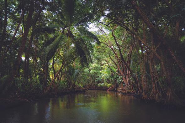 Dominica Art Photography / DEREK GALON freeshipping - Buydominicaonline.com